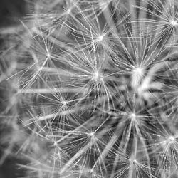 Close-up of dandelion