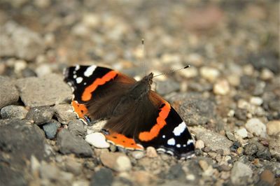 Butterfly  vanessa atalanta  sitting outside on rocky ground.