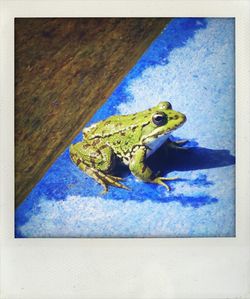 Close-up of frog on blue surface