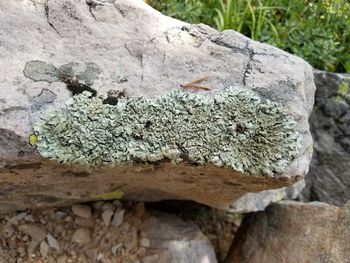 Close-up of lizard on tree stump