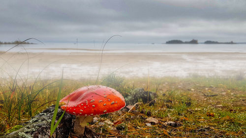 Close-up of mushroom growing on field against sky