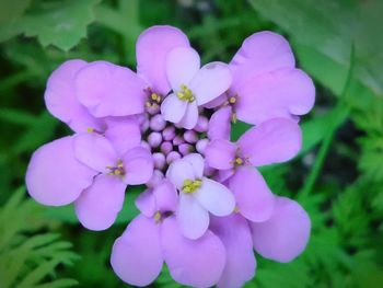 Close-up of pink flowers