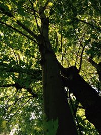 Low angle view of trees