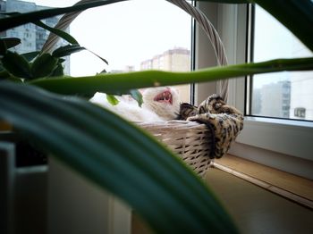 Cat resting on a window