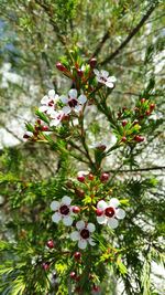 Close-up of flowers blooming on tree