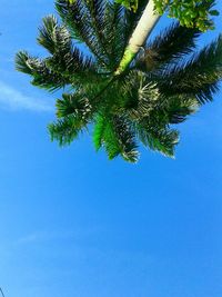 Low angle view of palm tree against blue sky