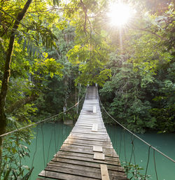 Footbridge amidst trees in forest