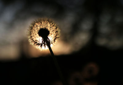 Close-up of dandelion flower