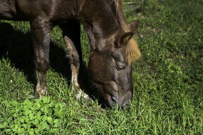 Portrait of a beautiful horse that eats grass