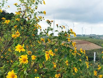 Close-up of yellow flowers growing on field against sky