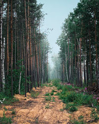 Trees growing in forest