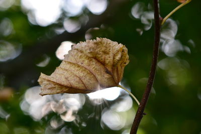 Close-up of dry leaves on plant during autumn