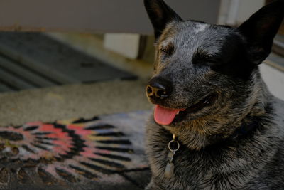 Close-up of dog looking away