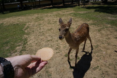 Midsection of person hand feeding on ground