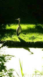 High angle view of gray heron perching on grass by lake