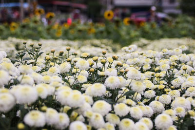 Close-up of fresh white flowers