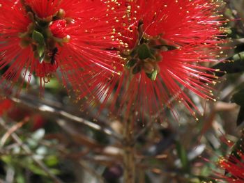 Close-up of red flower blooming outdoors