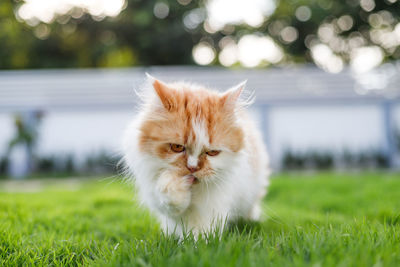 Cat looking away on field