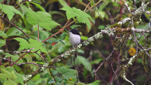 Bird perching on a tree