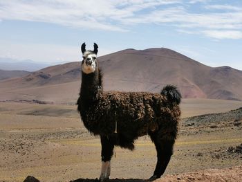 Llama in a desert