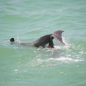 Turtle swimming in sea