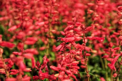 Close-up of red flowering plant