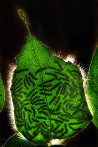 Sparkling edge. little caterpillars are eating green banana leaves.