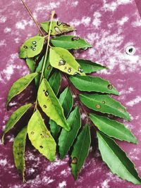 High angle view of wet leaves