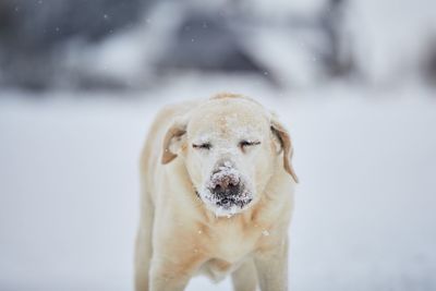 Frosty snout of labrador retriever. cute portrait dog in winter nature.