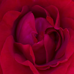 Full frame shot of red rose