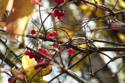 Close-up of berries growing on tree