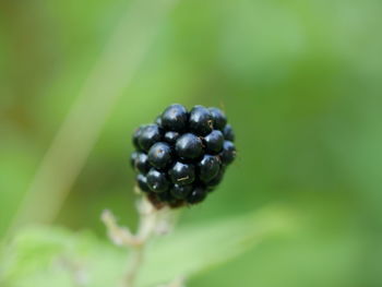 Close-up of fruits on plant