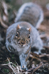 Close-up portrait of squirrel