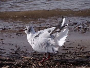 Seagull flying over beach