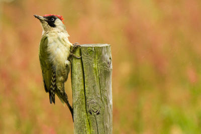 Close-up of bird perching outdoors