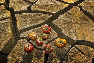 High angle view of tomatoes on cracked field