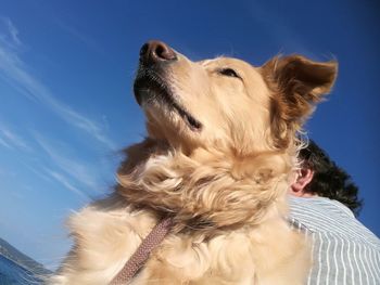 Low angle view of man and dog against blue sky