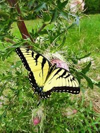 Close-up of butterfly pollinating flower