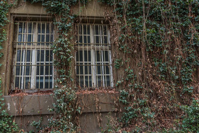 Ivy growing on old building