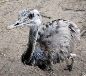 High angle view of ostrich on field
