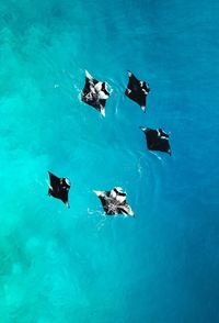 High angle view of birds swimming in pool