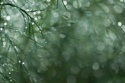 Close-up of raindrops on branch