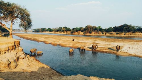 Aerial view of elephants in river