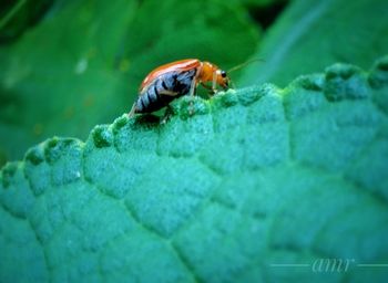 Close-up of insect on leaf