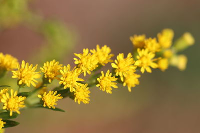 Close-up of yellow flowering plant