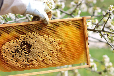 Close-up of bee on hand