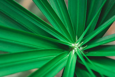 Full frame shot of green leaf