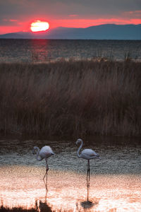 Seagulls on beach at sunset