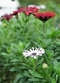 Close-up of white flowering plants