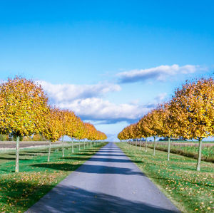 Road amidst trees against sky during autumn